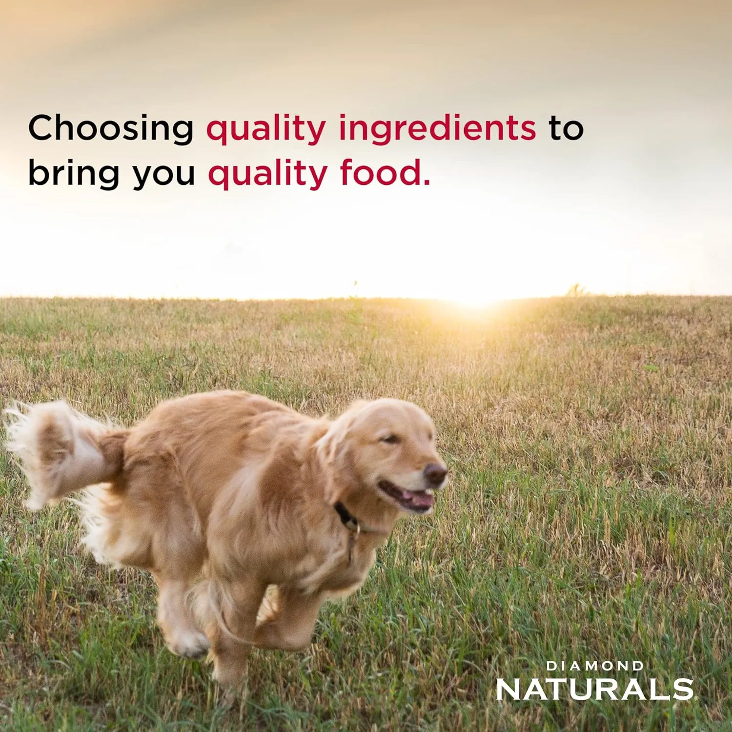 Diamond Naturals Small Breed Chicken and Rice Formula Adult Dry Dog Food with Protein from Real Chicken, Healthy Fats, Probiotics and Essential Nutrients for Small Breed Dogs 6lb