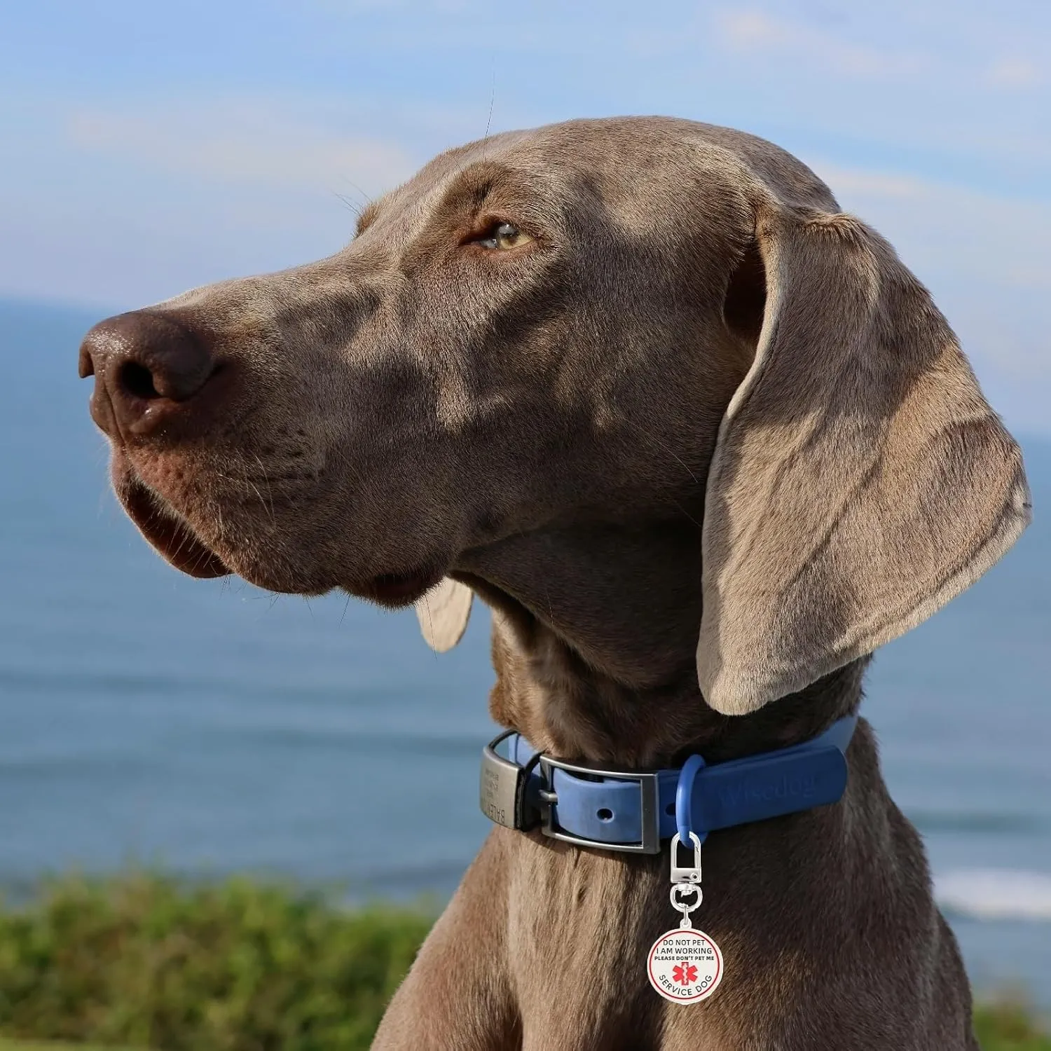 Do Not Pet Service Dog ID Tag, Double Side Engraved Medical Alert Symbol Easily Attach to Collar, Harness (Small-0.98 inch)