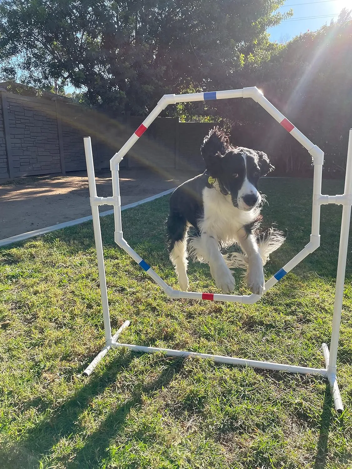 Dog Jump - Practice Tire/Hoop Jump - PVC Material - 29 Inch Diameter