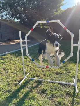 Dog Jump - Practice Tire/Hoop Jump - PVC Material - 29 Inch Diameter