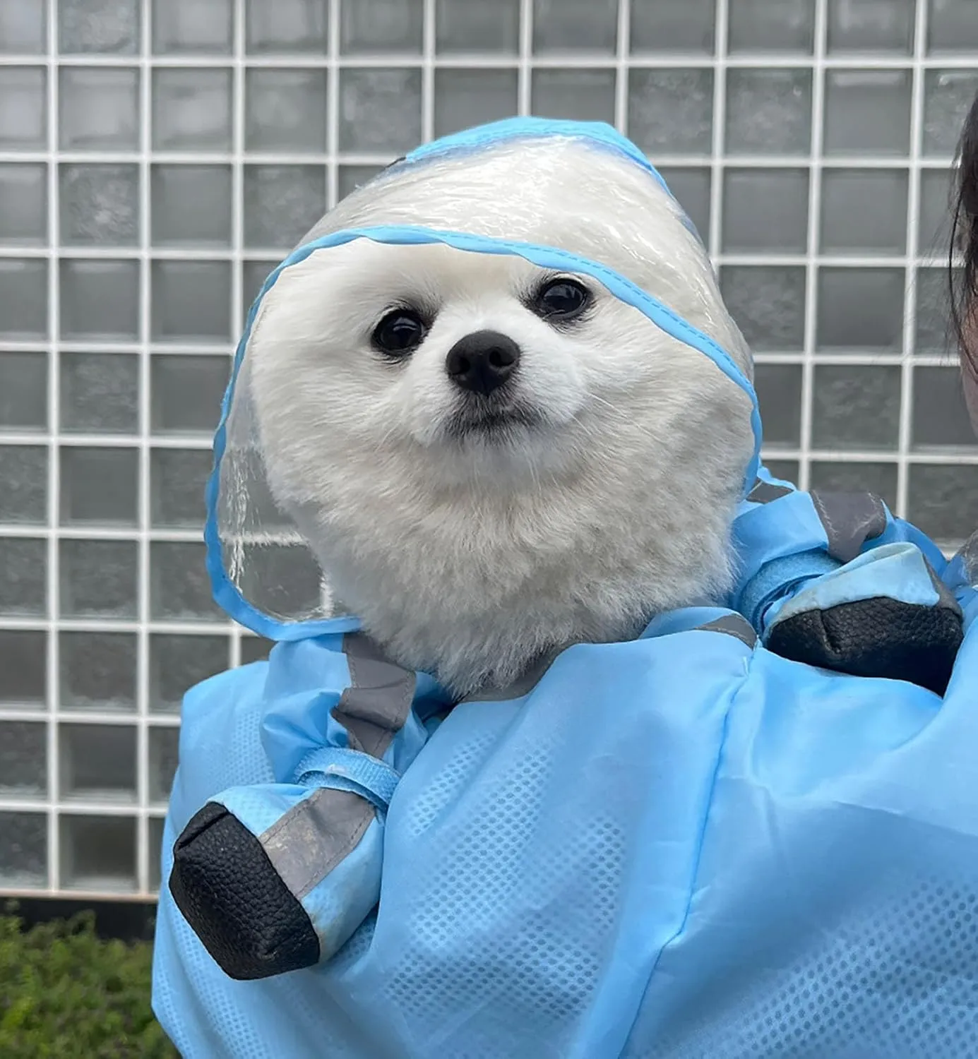 Dog Raincoat with Hood, Waterproof Full-Coverage Reflective Rain Jacket Quick-Drying Rain Poncho and Shoes for Small Medium Large Dogs,Blue,L