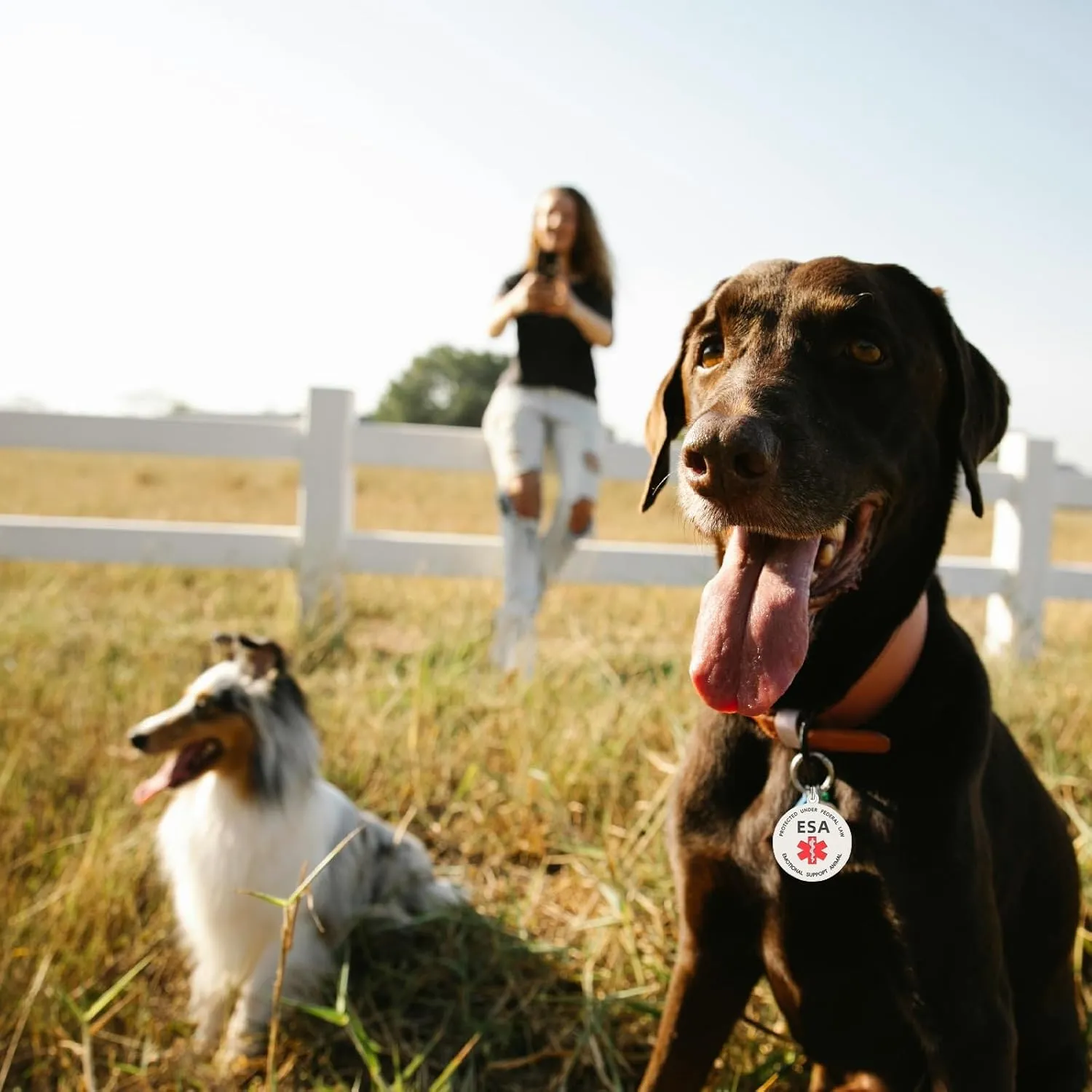 Emotional Support Dog tag, ESA ID Tag Easily Attach to Vest, Collar, Harness (Medium-1.18inch)