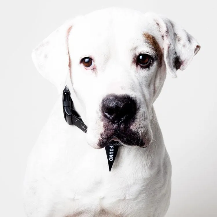 Faux Leather Collar