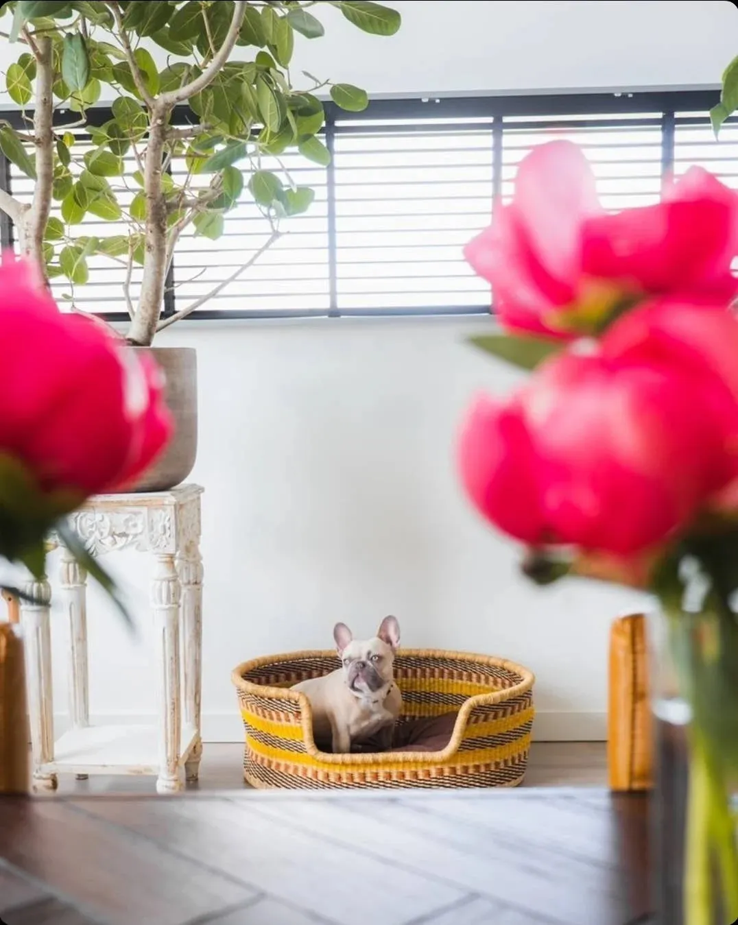 Handwoven Dog Basket