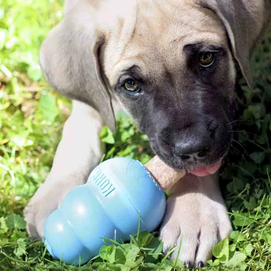 KONG Stuff N Puppy Ziggies