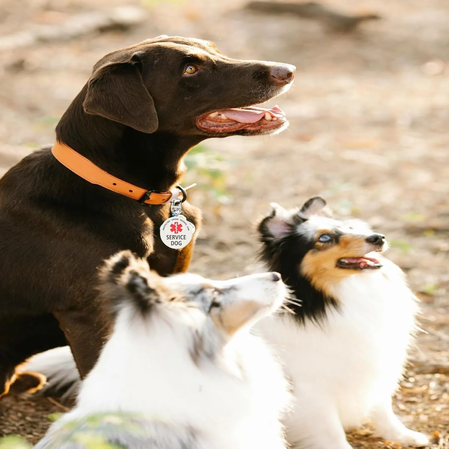 Service Dog Tag Easily Attach to Dog Collar, Harness, Vest (Small)