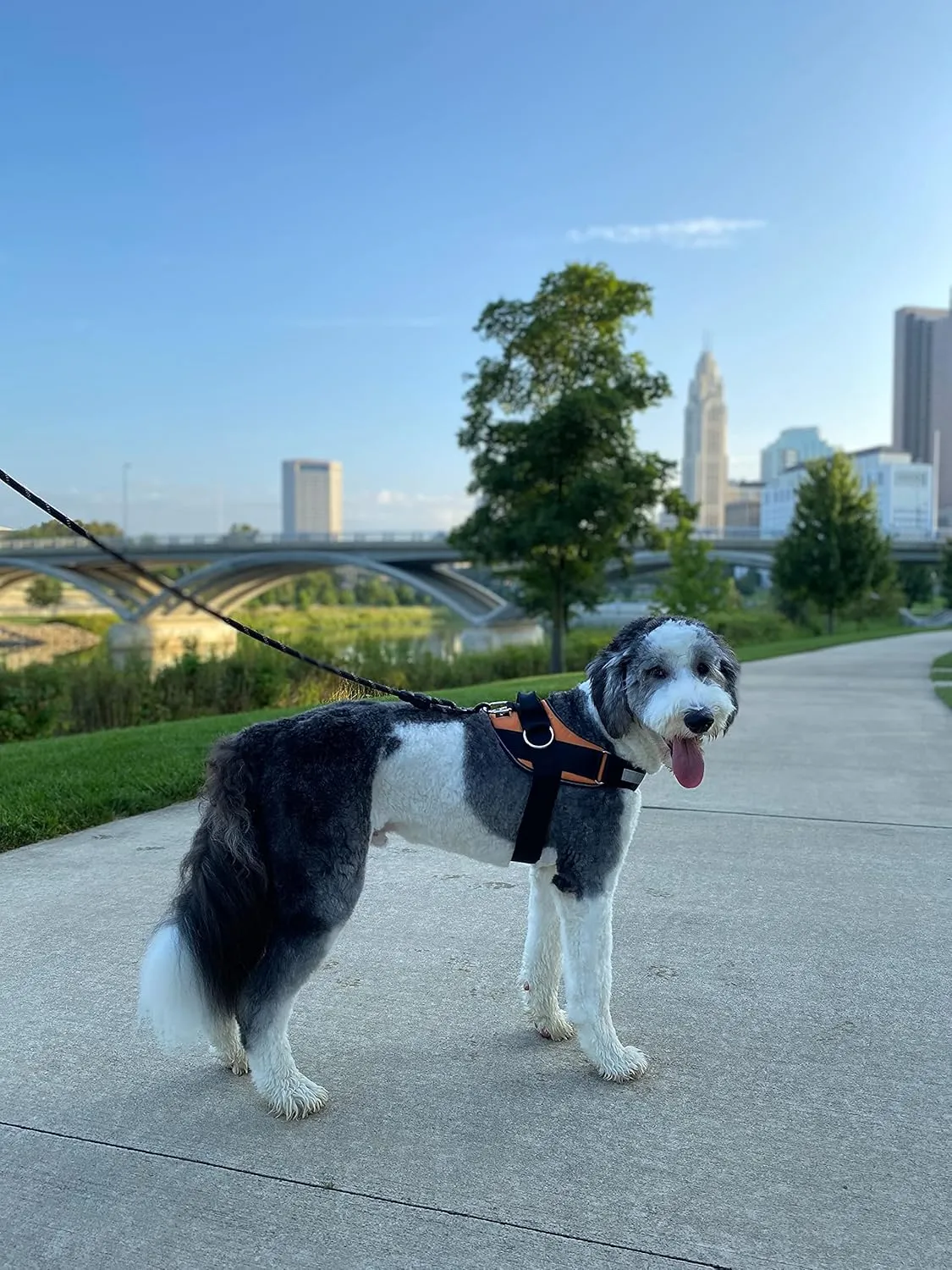 ShawnCo Essential Dog Harness, No-Pull Pet Vest with 3 Leash Clips, No Choke, Reflective, Adjustable and Padded, for Easy Walking and Training for Small, Medium and Large Dogs (Sunset Orange, L)