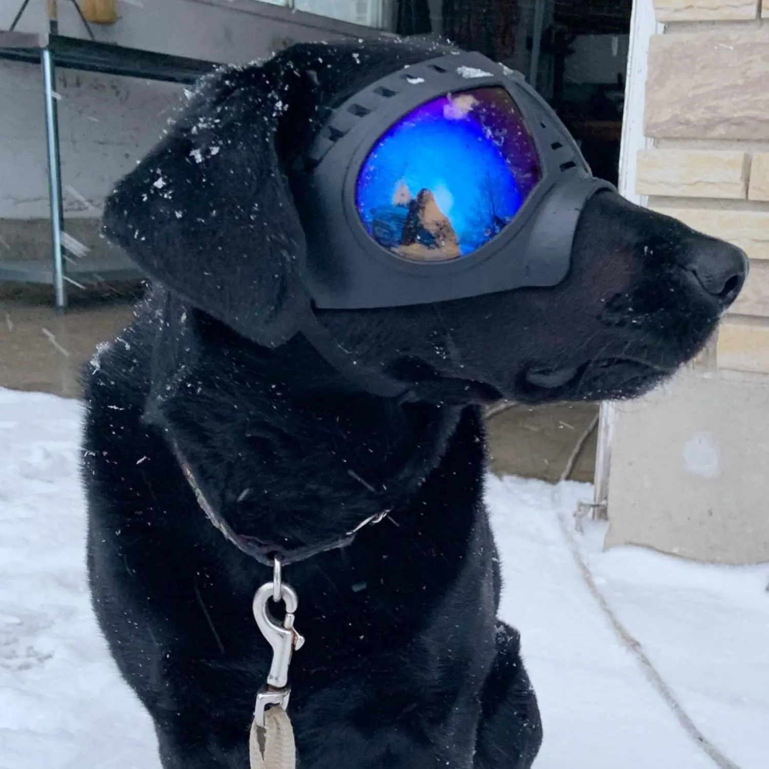 Transparent Dog Glasses
