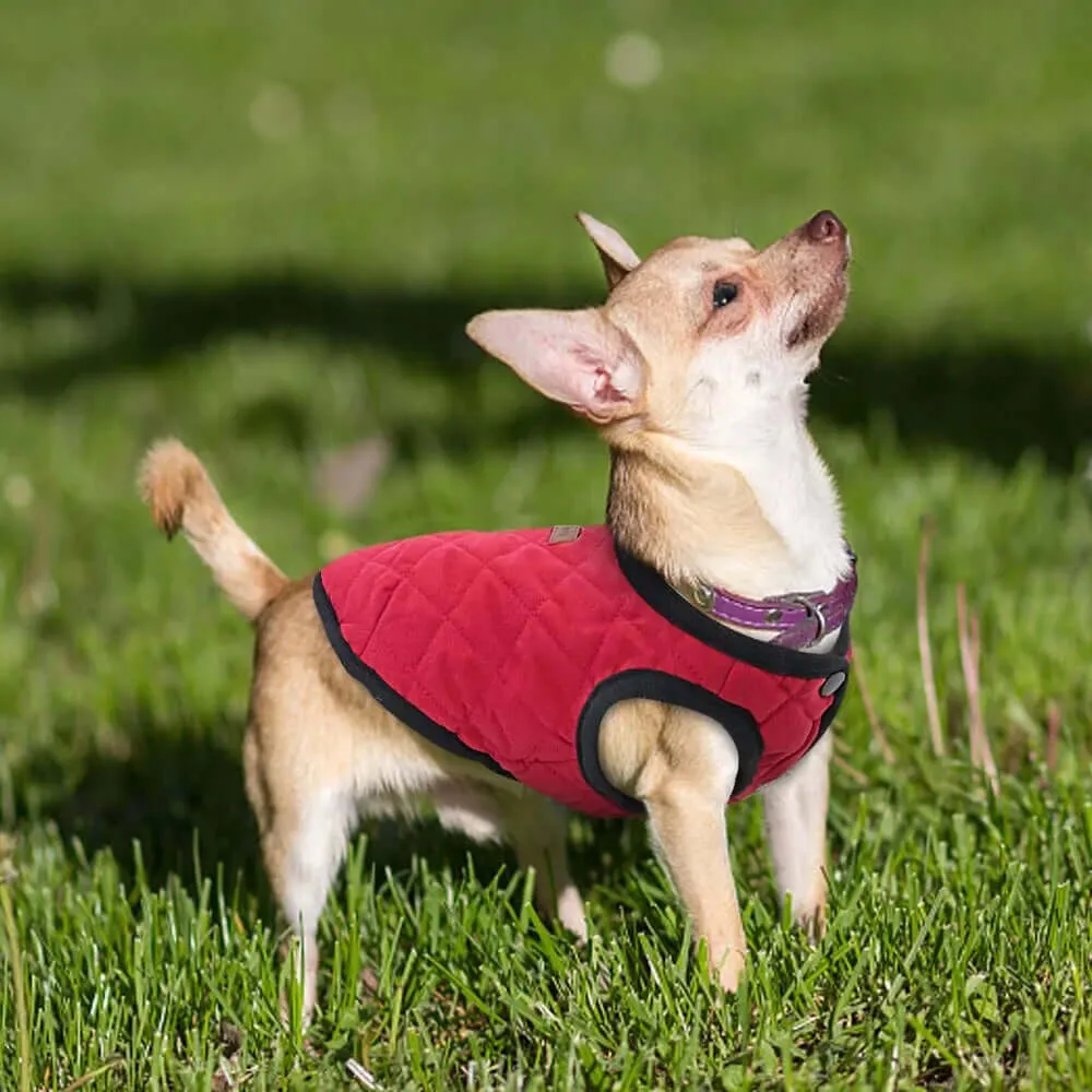 Winter Jacket for Dogs and Cats